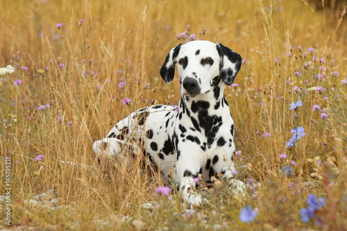 Dalmatian dog is lying in a colorful flowerfield photo