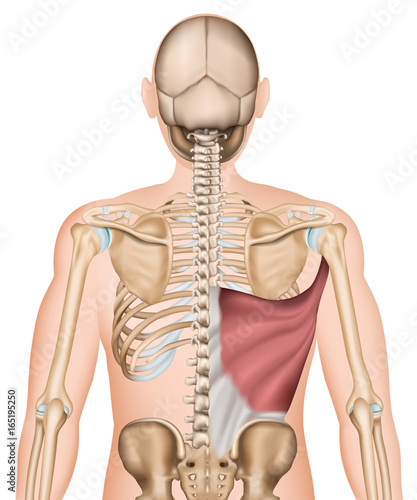 Anatomie Illustration Musculus latissimus dorsi