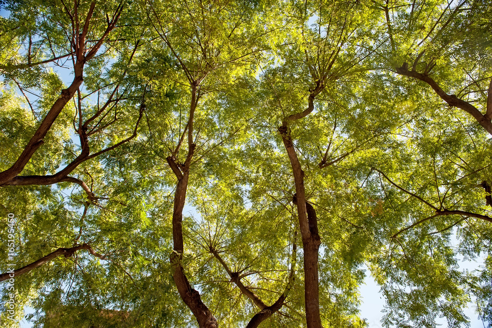 Natural background of green foliage and textured black branches of a tree . Bottom view. Natural background of green foliage and textured black branches of a tree . Bottom view.