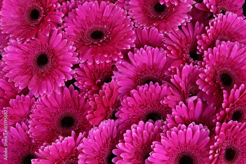 Gerbera Talinn