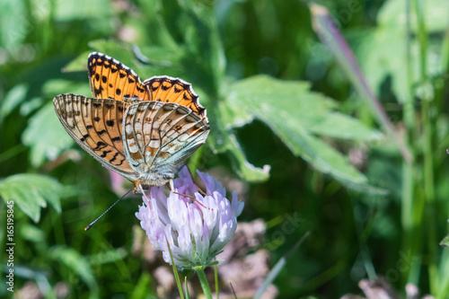 Niobe Fritillary (Argynnis niobe)