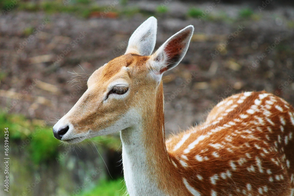 Sikahirsch im Sommerkleid