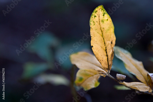 Leaf / Leaves