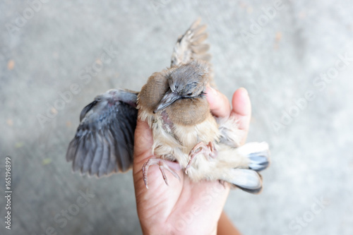 Fototapeta Naklejka Na Ścianę i Meble -  Closed up of Spotted dove or Spotted turtle dove