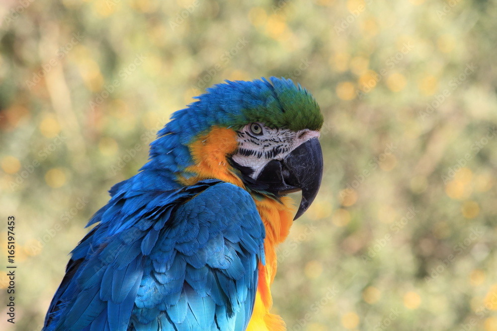 Obraz premium Papagei