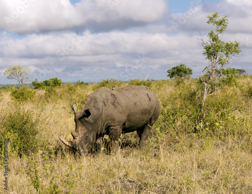 Rhino Grazing in the Bush Under Cloudy Skies