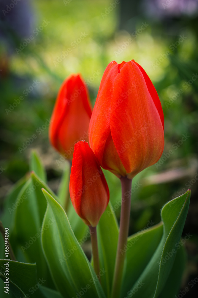Tulip Tulip