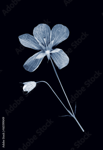 herbarium collection, x-ray effect
