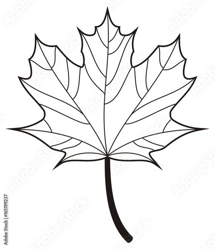 Contour autumn leaves. Vector clip art.