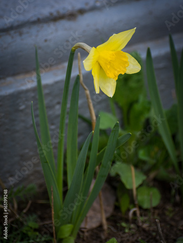Fototapeta Naklejka Na Ścianę i Meble -  Yellow flower