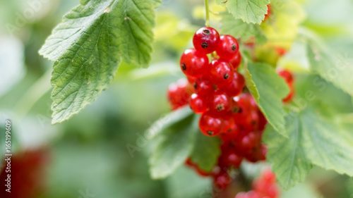 Rote Johannisbeeren am Strauch vor der Ernte