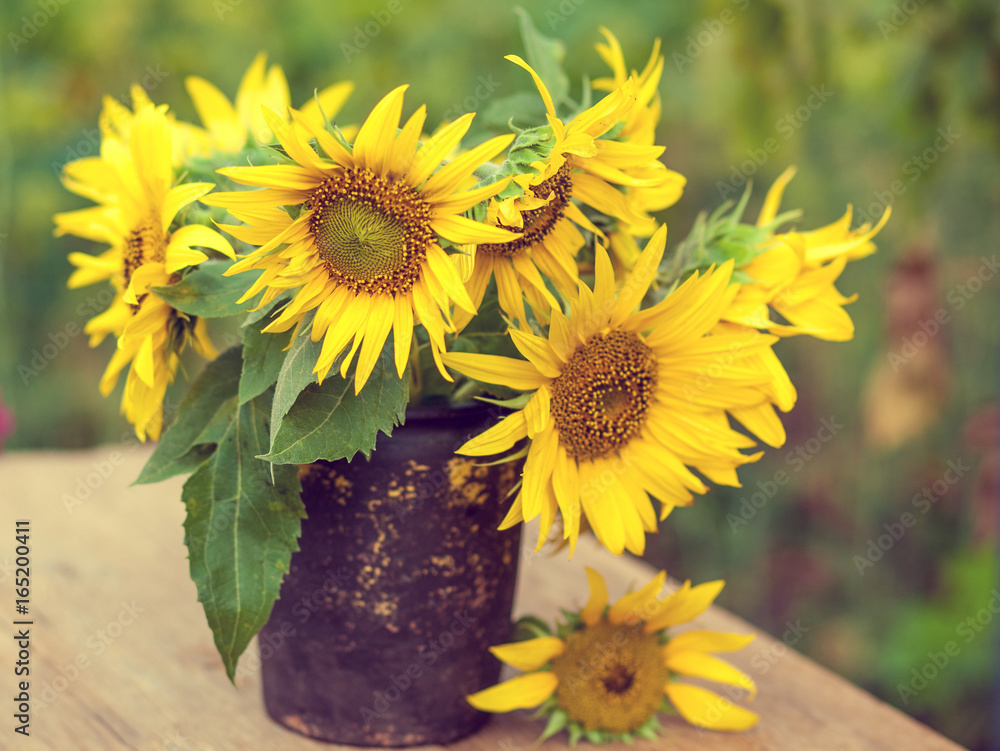 Obraz premium Sunflowers