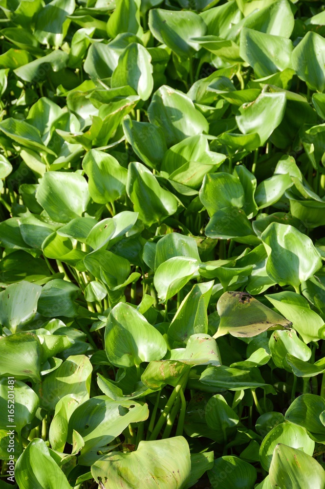 Fototapeta premium fresh green water hyacinth plant in nature garden