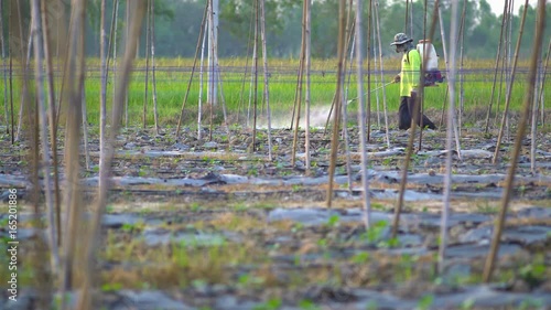 Farmer spraying pesticide in cucumber farm.