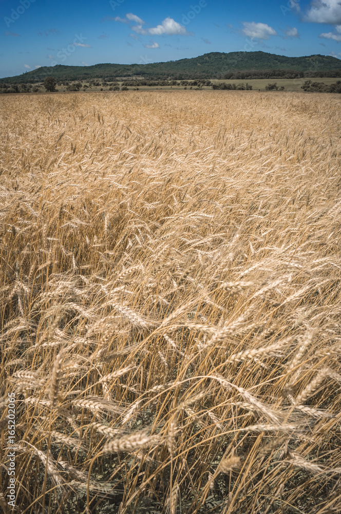 Background of ripening ears of meadow wheat field.