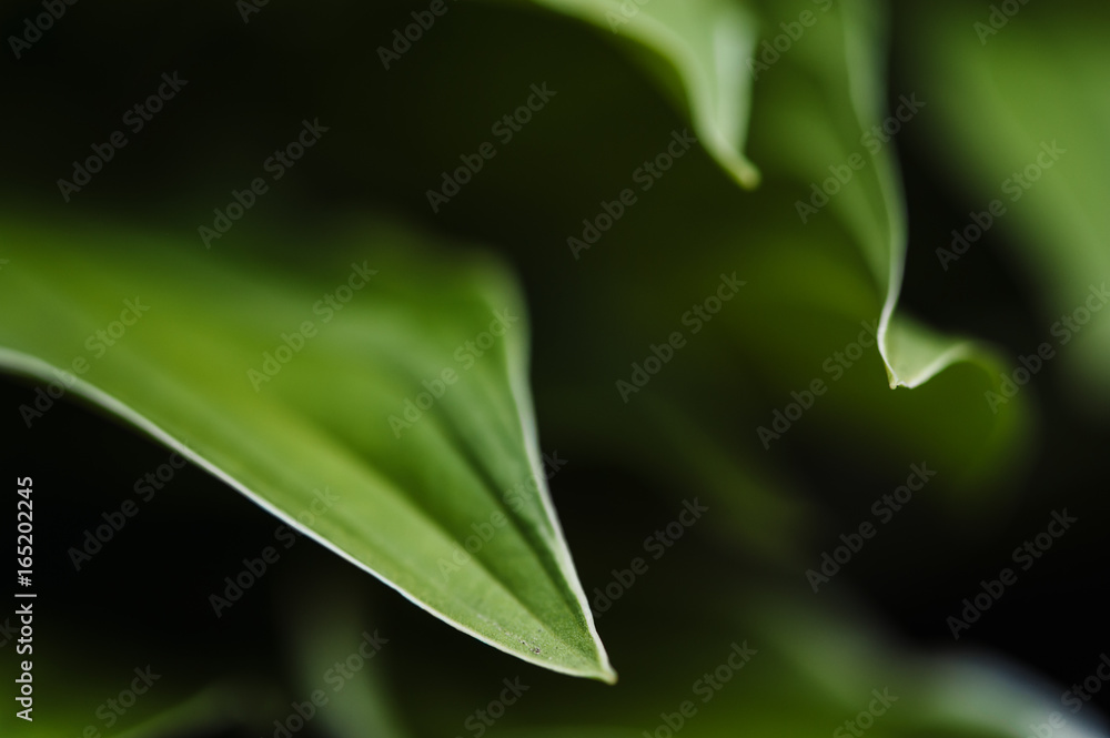 Graceful curves of green leaves close-up. Life. Graceful curves of green leaves close-up. Life.