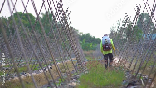 Farmer spraying pesticide in cucumber farm.
