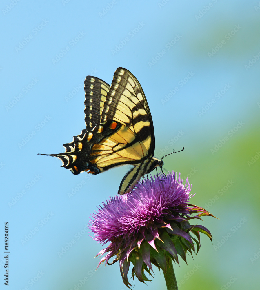 Obraz premium eastern tiger swallowtail sipping nectar from a thistle