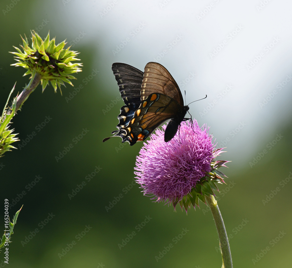 Eastern Tiger Swallowtail Dark Phase female sitting on a thistle Papilio glaucus Eastern Tiger Swallowtail Dark Phase female sitting on a thistle Papilio glaucus