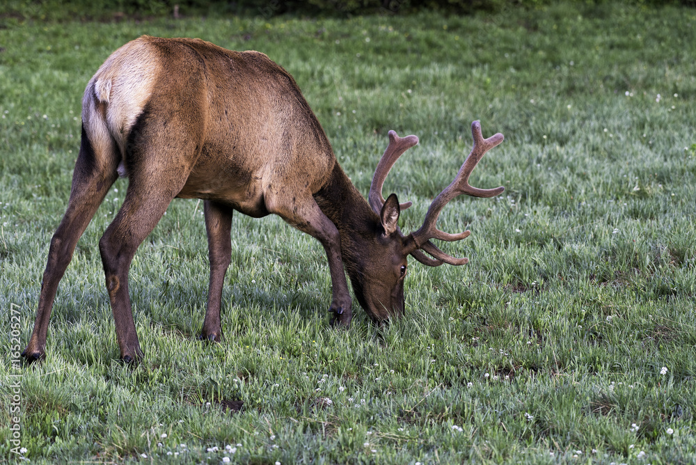 Fototapeta premium Bull elk grazing in a grassy field