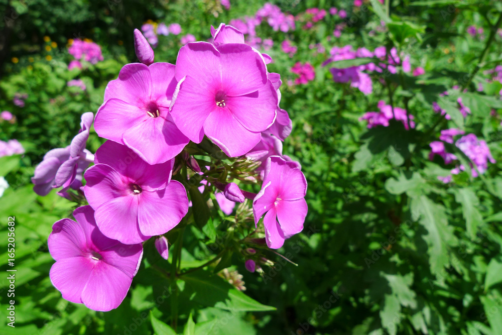 Close-up of the pink Phlox paniculata (garden phlox) blossoming in garden Close-up of the pink Phlox paniculata (garden phlox) blossoming in garden