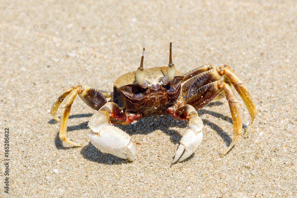 A small crab on a sandy beach  