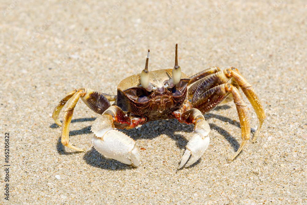 A small crab on a sandy beach A small crab on a sandy beach