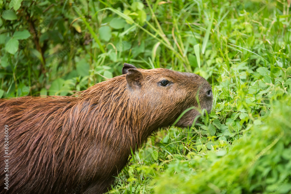 Capybara in the forest Capybara in the forest