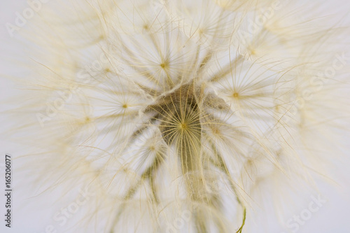 Fototapeta Naklejka Na Ścianę i Meble -  texture  of dry dandelion isolated on white
