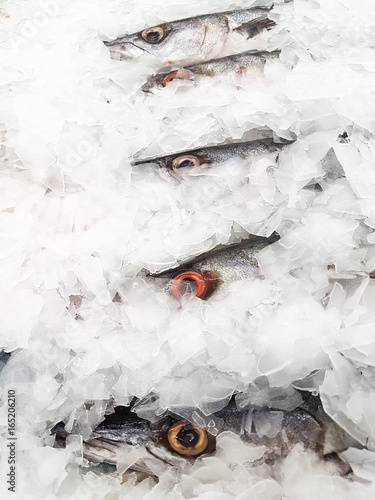Fresh Barracuda on Ice at the seafood booth photo