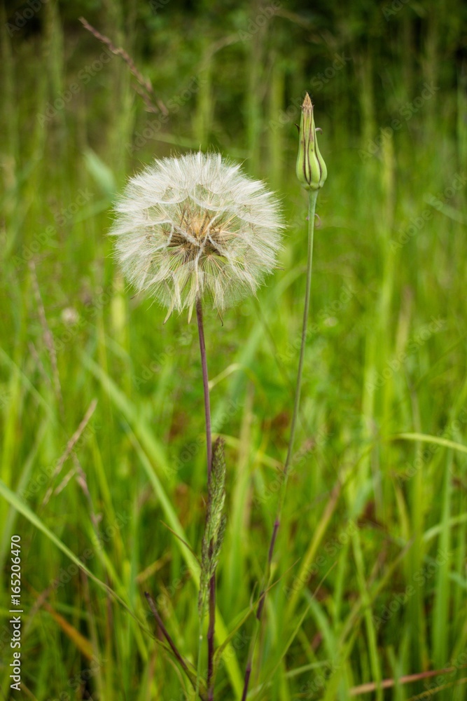 Tragopogon pratensis, this flower like dandelion has a ball similar to the ball only a few times more. It grows on beautiful sunny meadows. Tragopogon pratensis, this flower like dandelion has a ball similar to the ball only a few times more. It grows on beautiful sunny meadows.