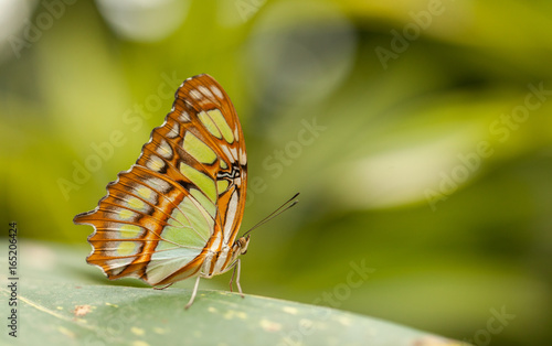 Pretty butterfly