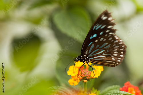 Black butterfly © Elodie