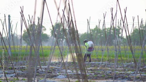 Farmer spraying pesticide in cucumber farm.