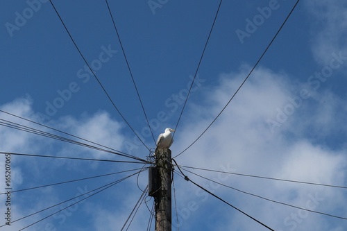 a seagull sitting on a pole tangled in wires leading all ways