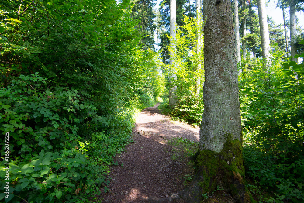 Fototapeta premium Wanderweg im Schwarzwald