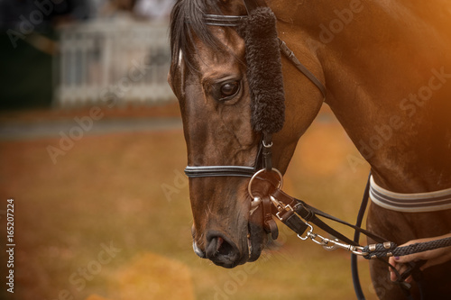 A head shot of a horse before race.