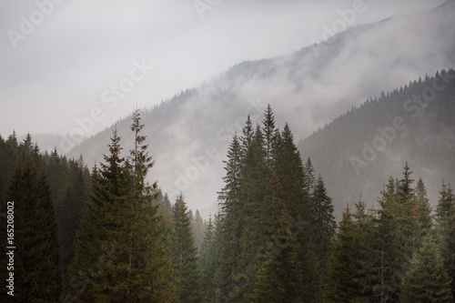 Forest on a mountain slope