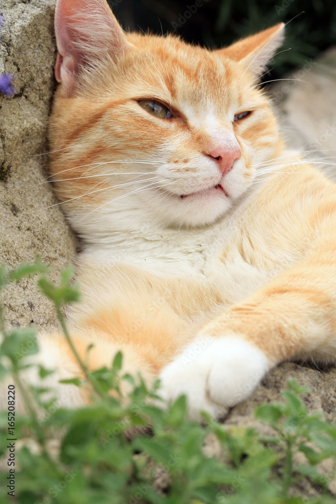 Ginger cat under the influence of catnip. Domestic cat junkie. Ginger cat under the influence of catnip. Domestic cat junkie.