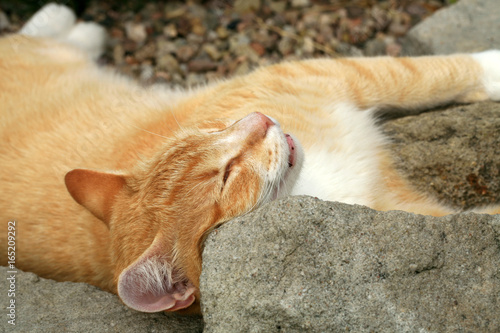 Ginger cat under the influence of catnip. Domestic cat junkie.
