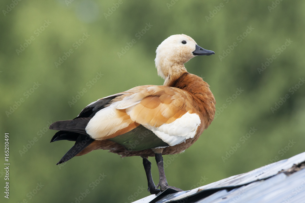 Ruddy shelduck sitting on roof. Bright cute waterbird. Bird in wildlife. Ruddy shelduck sitting on roof. Bright cute waterbird. Bird in wildlife.