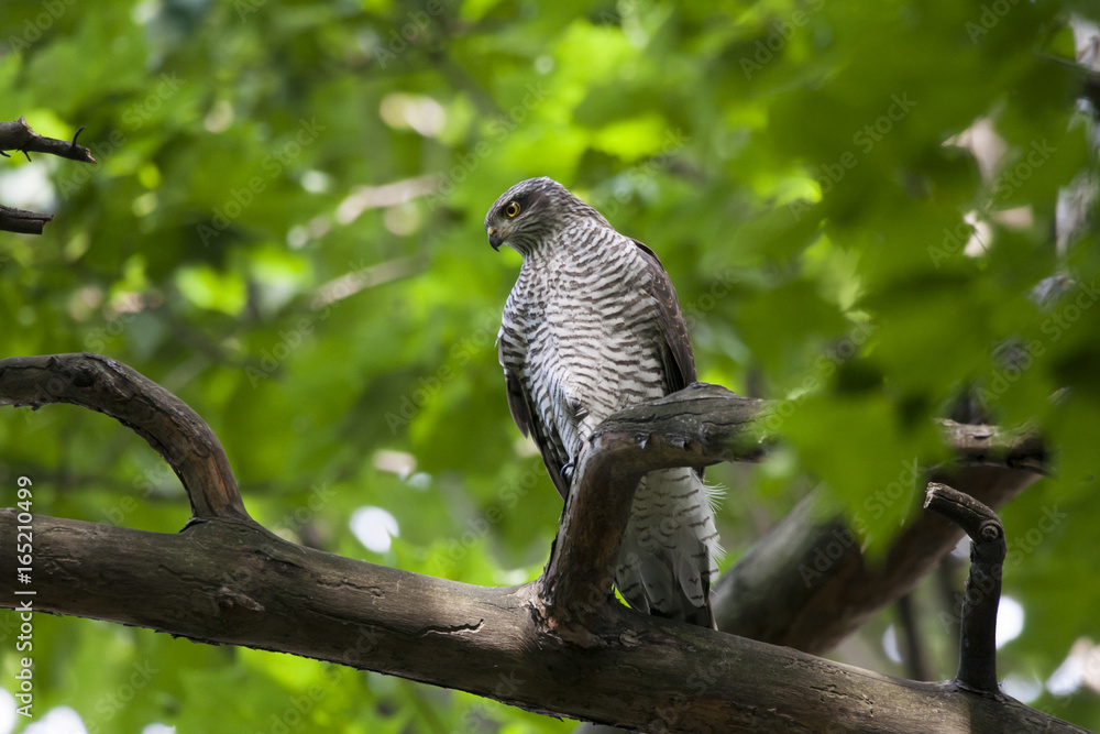 Obraz premium Eurasian sparrowhawk sitting on branch in forest. Mighty beautiful hawk. Bird in wildlife.
