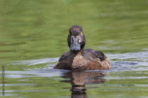 Photography Tufted duck female on water