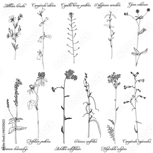 Set of ink drawing herbs and flowers