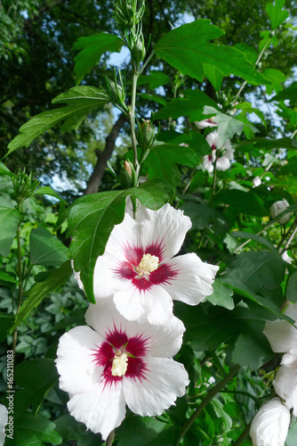 Close up of the white Hibiscus syriacus ( rose of Sharon, Syrian ketmia, Althaea, mugunghwa, Korean Rose, Ketmia syriaca) blossoming in garden.