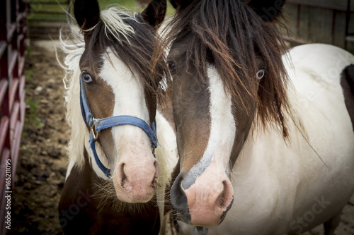 Portrait of two cute ponies.