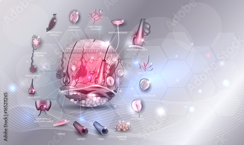 Skin anatomy in the round shape artistic design, detailed illustration on an glowing background