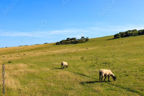 Grazing Sheep © lemanieh