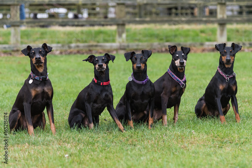 Fotografija Five Manchester Terriers sitting in a field side by side looking towards the cam