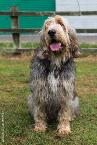 Full portrait of Otterhound in a field looking towards the camera with tongue out